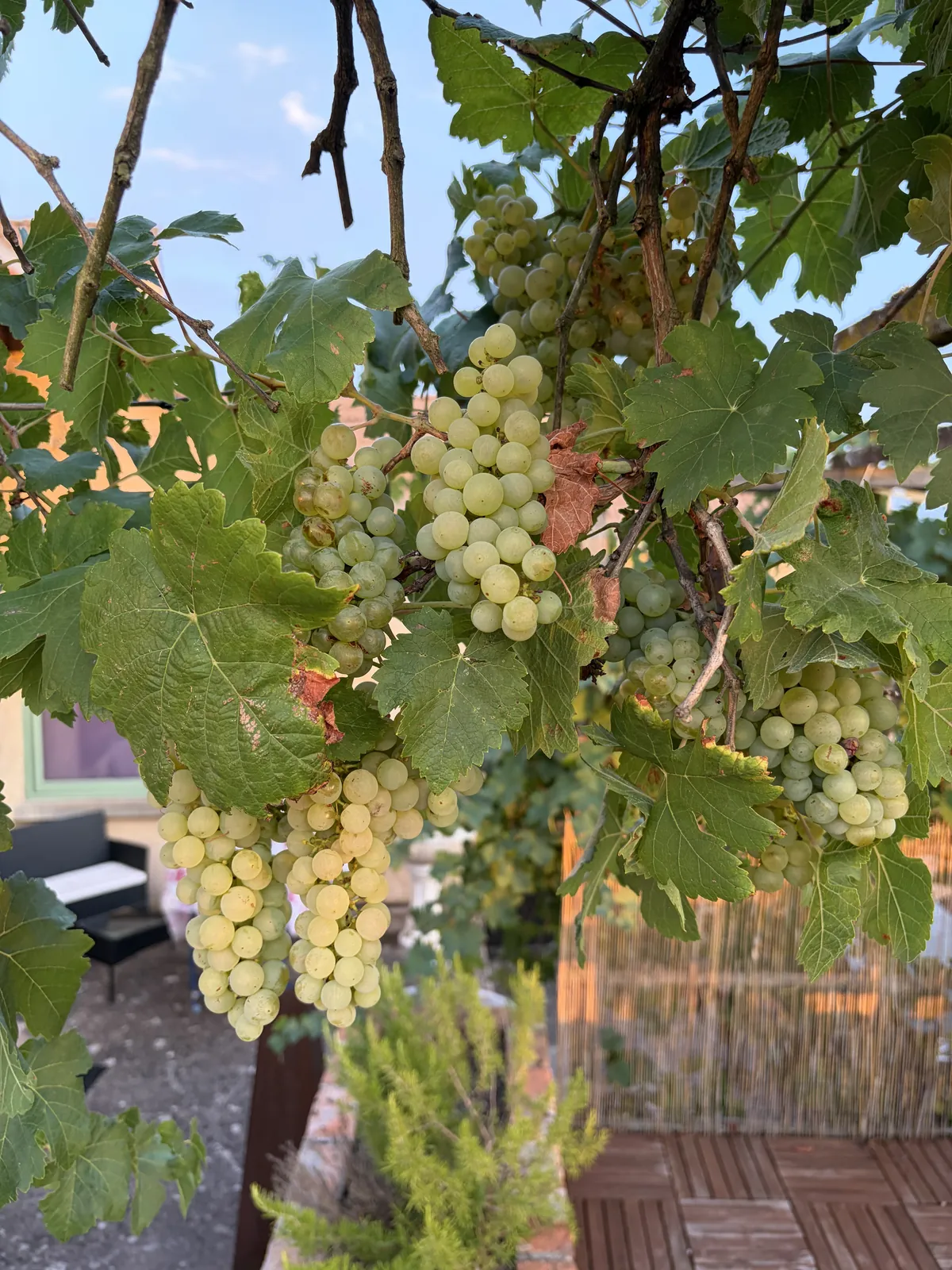 Bunches of grapes in the garden